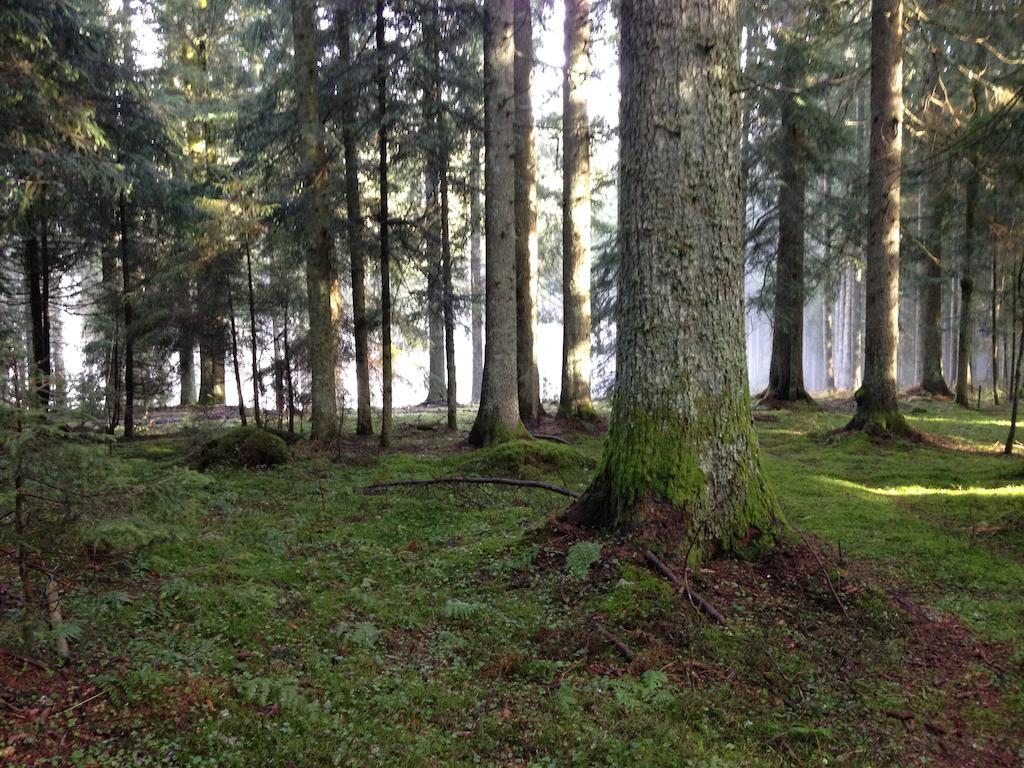 Pension Altvogtshof Eisenbach  Zewnętrze zdjęcie